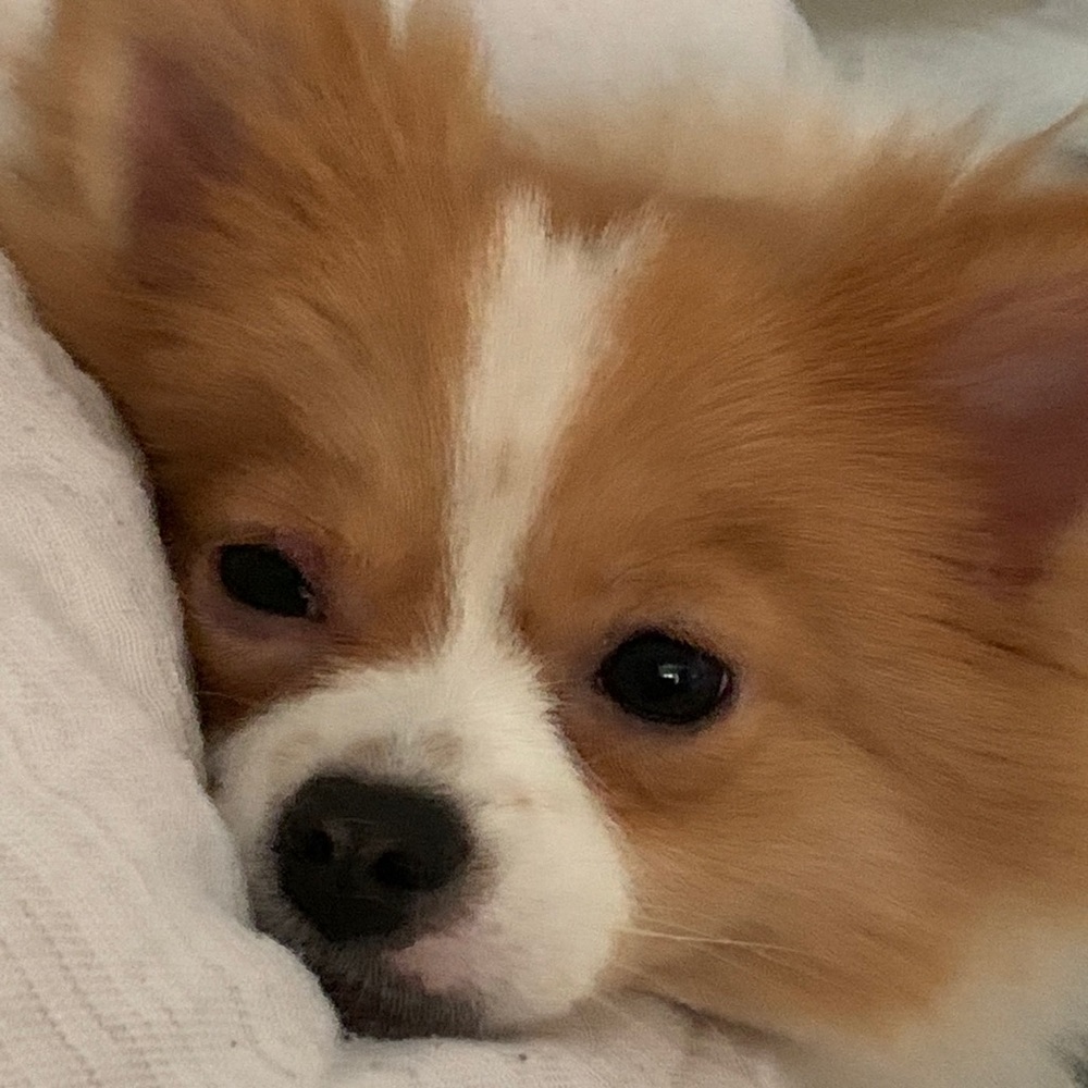 Meet your Posher, Chris